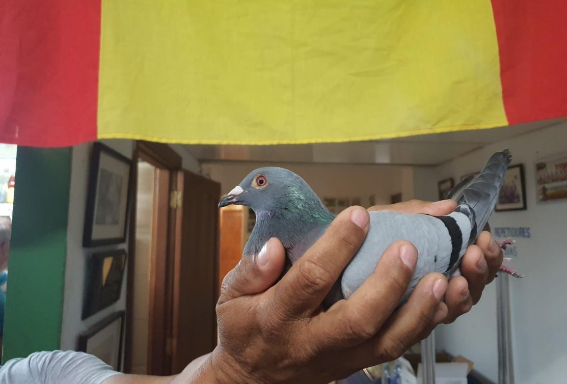 Another record over the sea for a pigeon from the Canary Islands