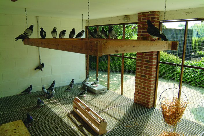 The aviaries for the breeding pigeons